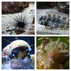 Poetsploeg 200 liter Zee Aquarium