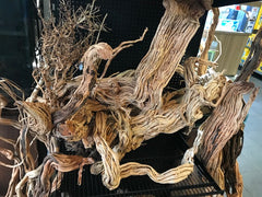HS aqua Azalea root Jumbo