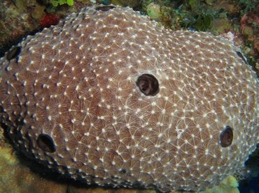 Callyspongia Vaginalis
