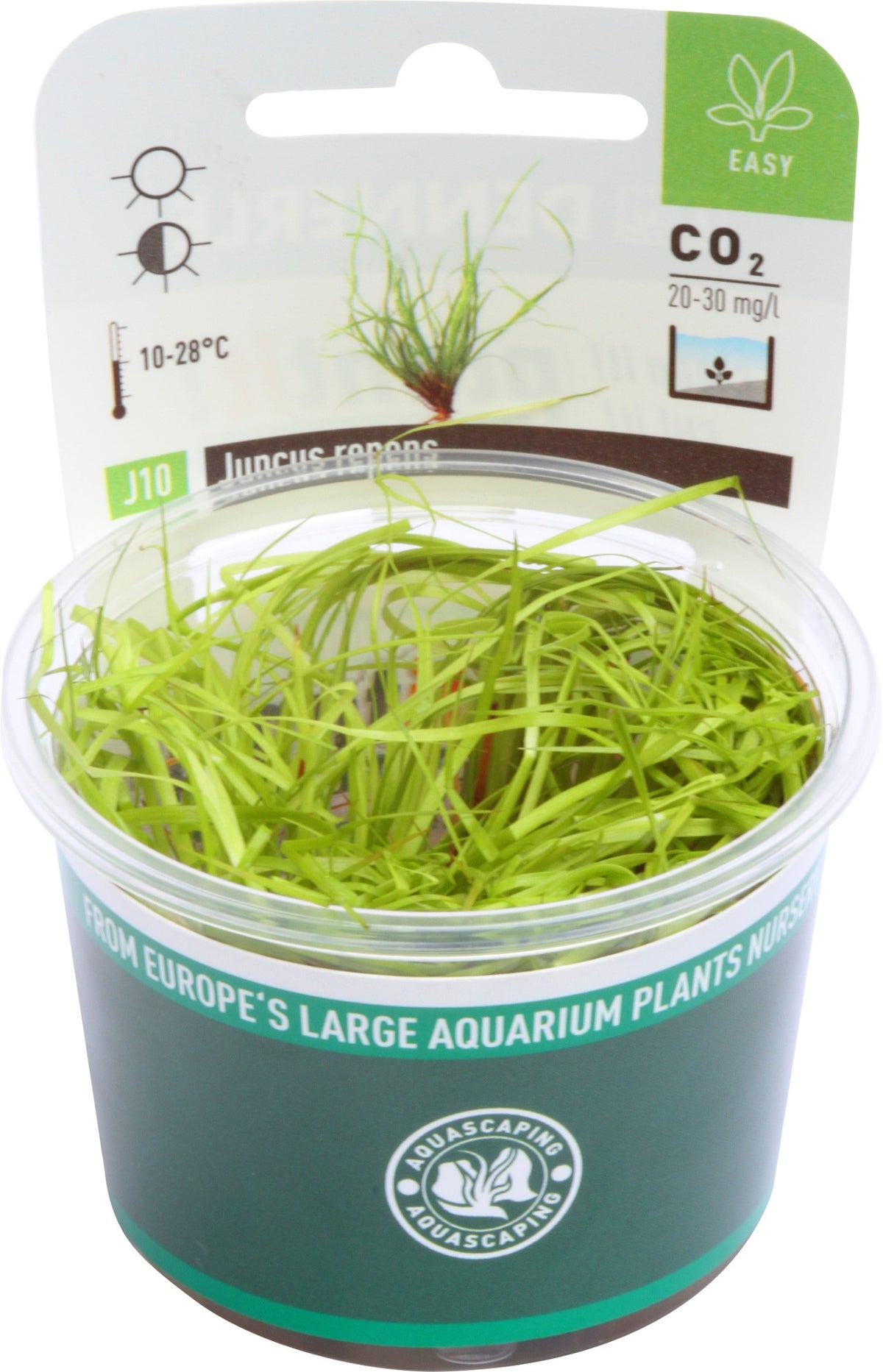 Juncus repens in-vitro