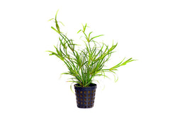Juncus repens