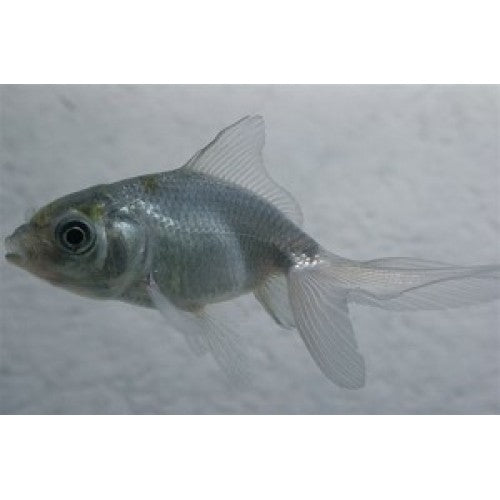 Sluier Staart Blauw