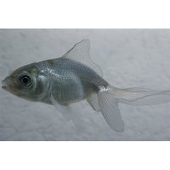 Sluier Staart Blauw