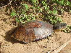 Pelusios cupulatta