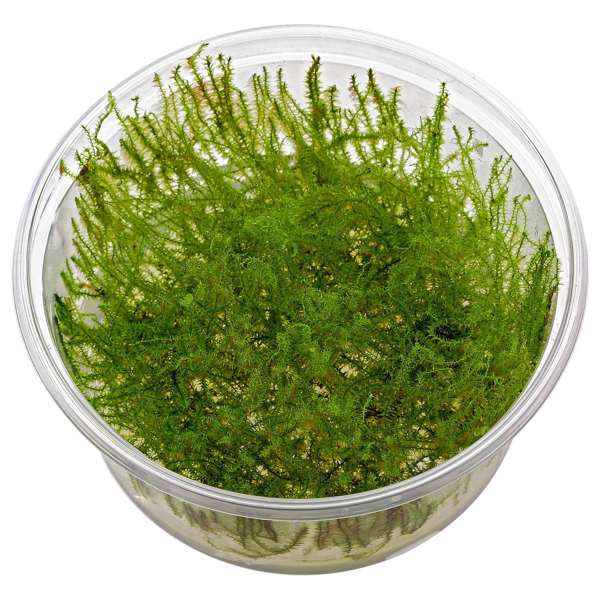 Stringy moss in cup