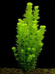 Limnophila Sessiliflora