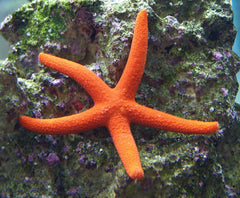 Linckia spp. (Orange/Red)
