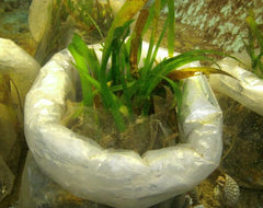 Live Sand (with Sea Grass)