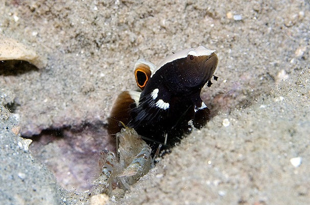 Lotilla Graciliosa Symbiose Paar Met Alpheus Rubromaculatus
