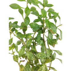 Ludwigia repens variegata