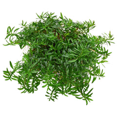 Ludwigia arcuata In-Vitro nr 06 easy grow