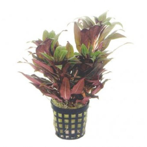 Ludwigia peruviana