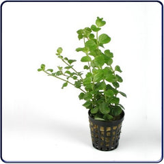 lysimachia nummularia  (penningkruidl)