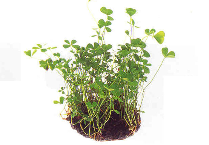 Marsilea crenata