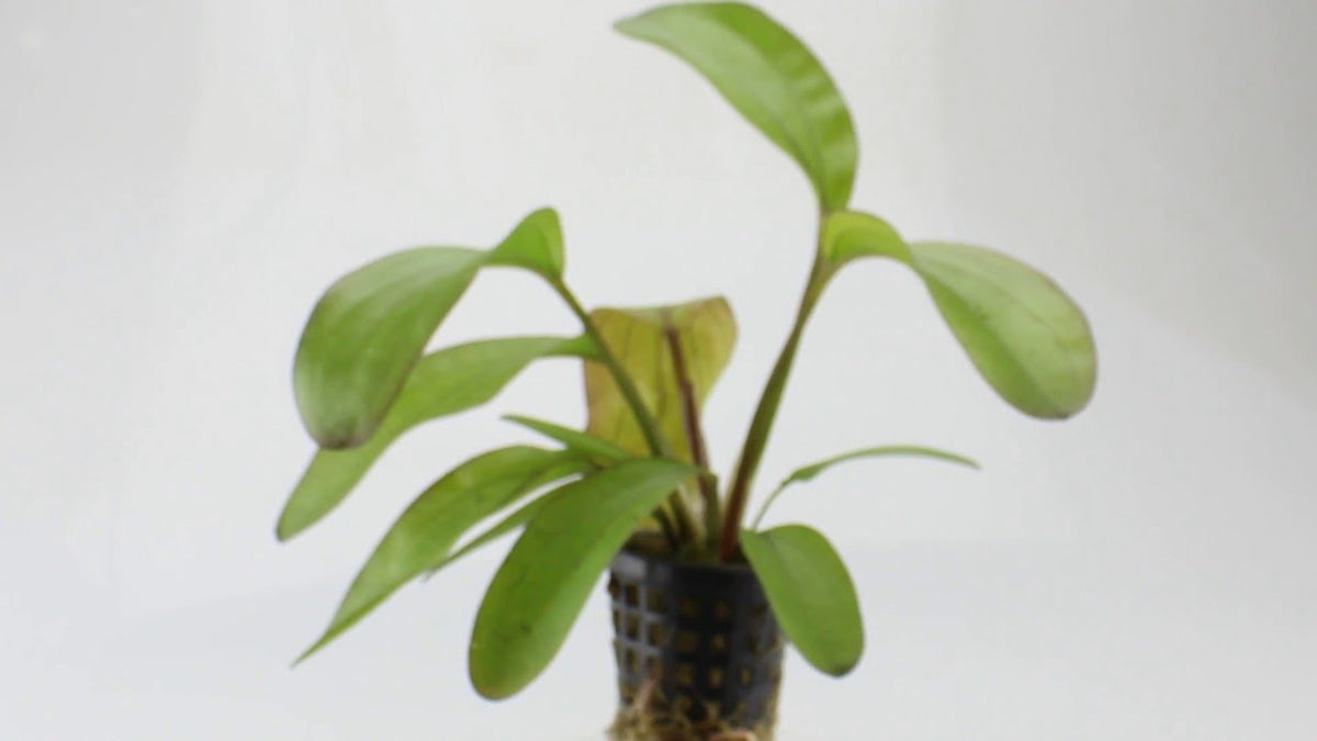 Echinodorus Spectra
