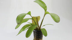 Echinodorus Spectra