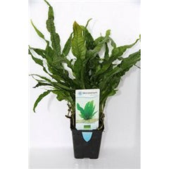 Microsorium pteropus moederplant