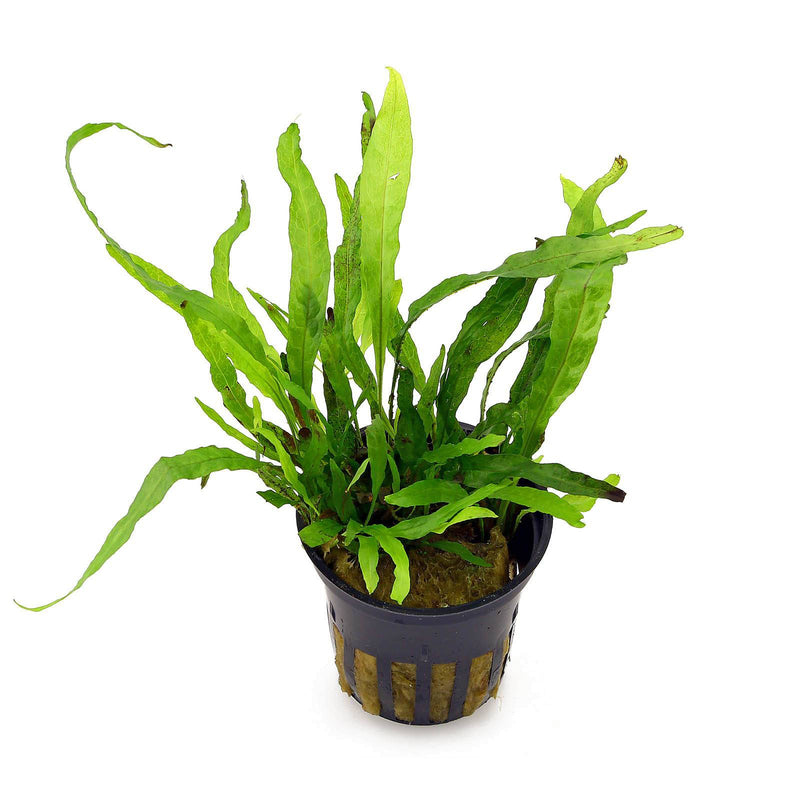 Microsorum Minor