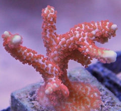 Montipora spp. (Branched Red polyp)
