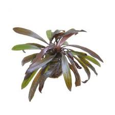 Echinodorus Horemannii red