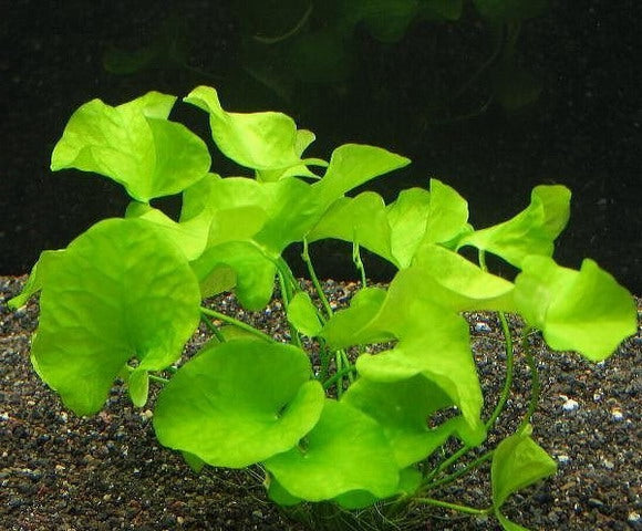 Nymphoides sp. Taiwan