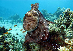 Octopus sp. (Reef Octopus)