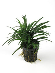 Ophiopogon Kyoto