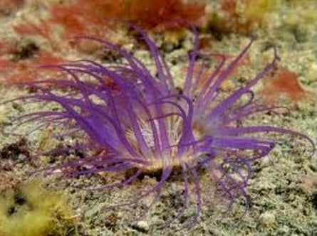 Pachycerianthus spp. (Purple)
