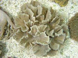 Pectinia sp.M