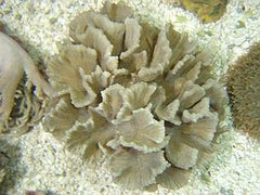 Pectinia sp.M