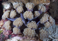 Plegoryra simplex