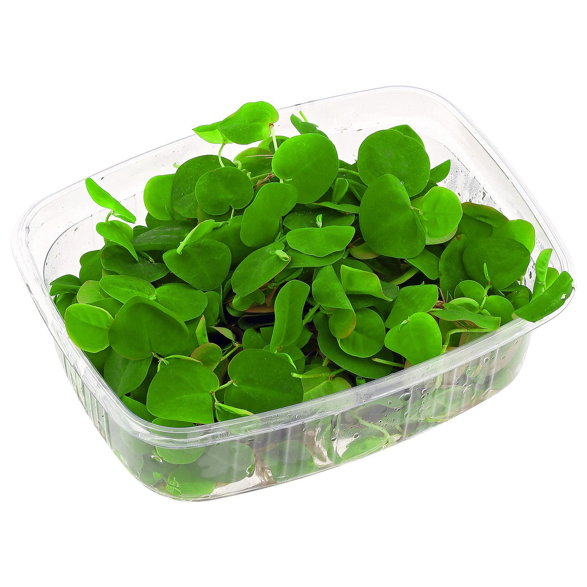 Phyllanthus fluitans per bakje