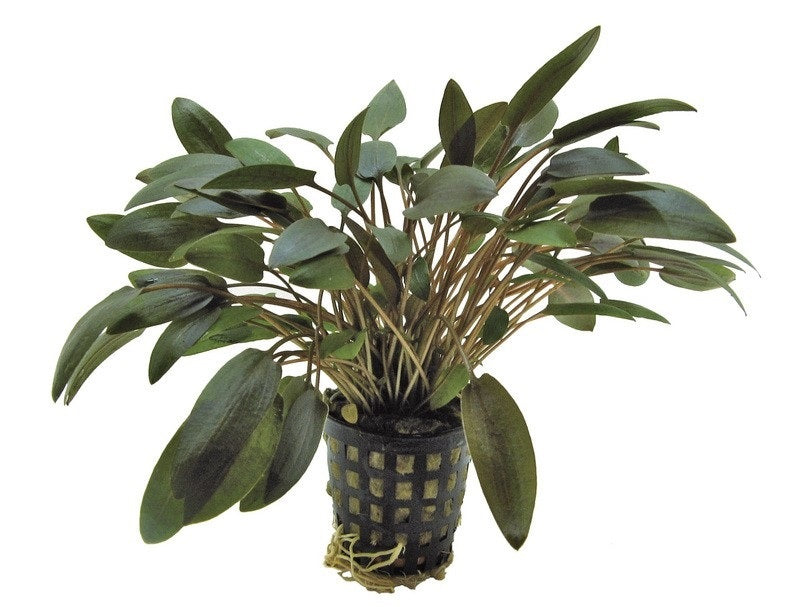Cryptocoryne Undulatus bruin
