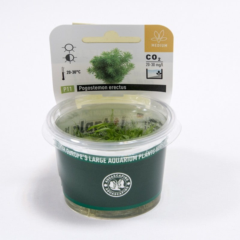 Pogostemon erectus In-Vitro