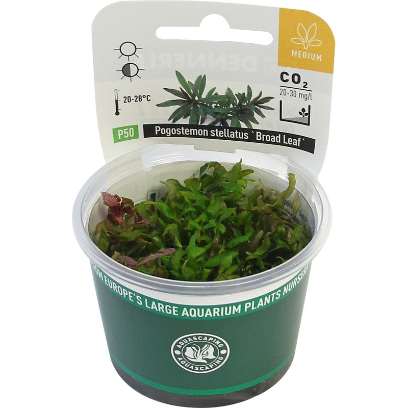 Pogostemon stellatus Broad Leaf In-Vitro