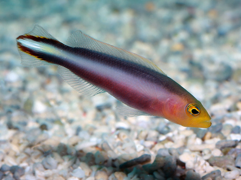 Pseudochromis Bitaeniatus