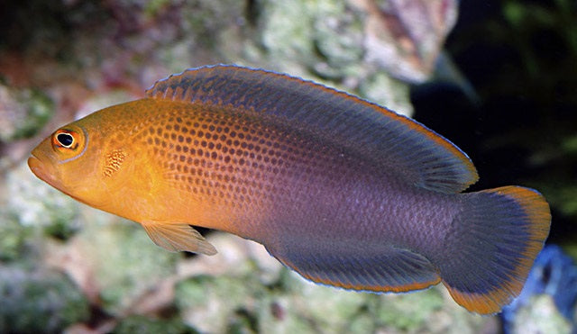 Pseudochromis Dilectus