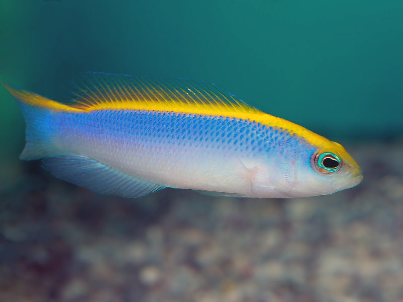 Pseudochromis Flavivertex