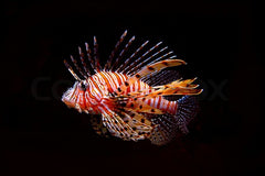 Pterois Mombasae