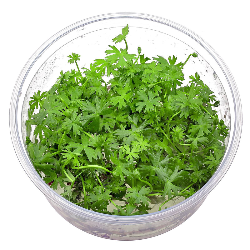 Ranunculus inundatus In-Vitro nr 20 easy grow