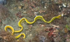 Rhinomuraena Quaesita (Yellow)