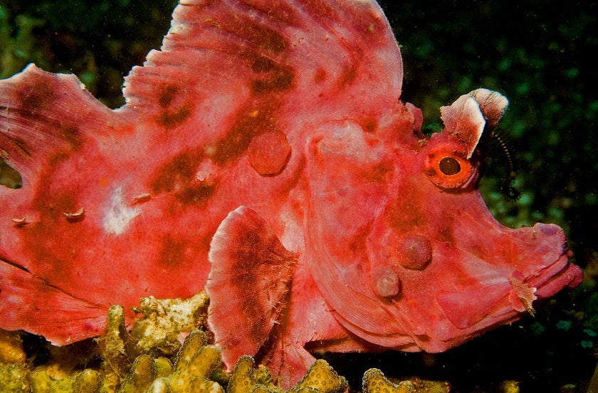Rhinopias Eschmeyeri (Red)
