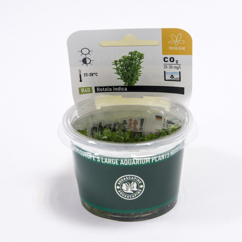 Rotala Indica (In-Vitro)