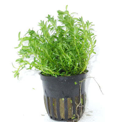 Rotala Bossii