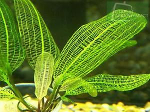 Aponogeton fenestralis