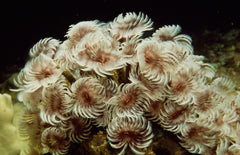 Sabella sp. (Cluster)