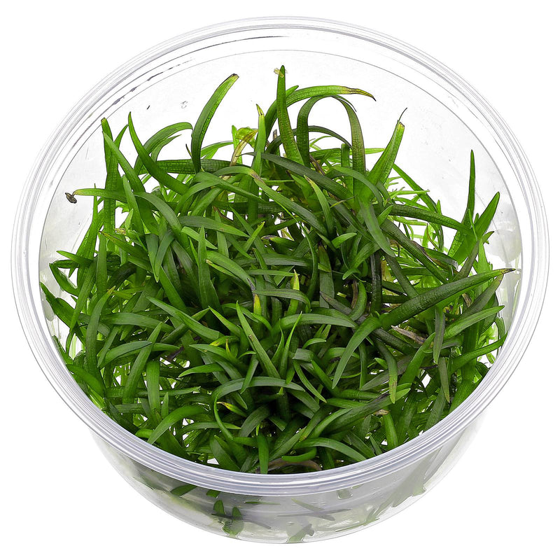 Sagitaria subulata In-Vitro nr 11 easy grow