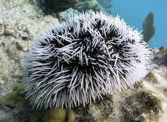Tipneustes ventricosus