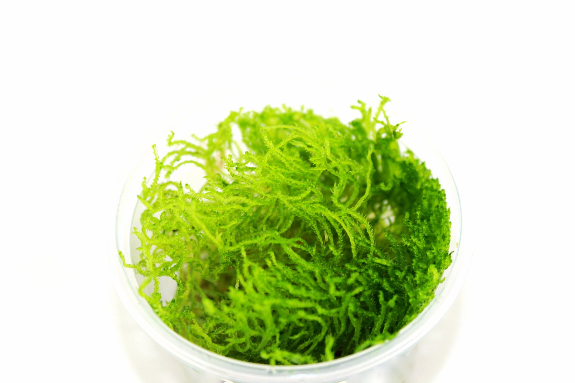 Erect moss in cup