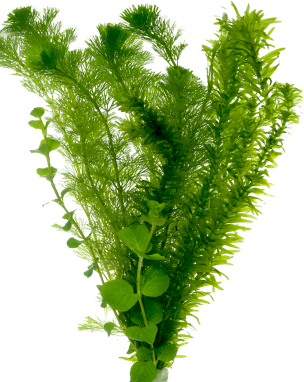 Zuurstof plant bos gemengd